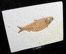 Fat Knightia Alta Fish Fossil - Wyoming #8777-1